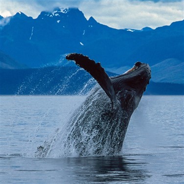27002 Alaska Discovery Land & Cruise