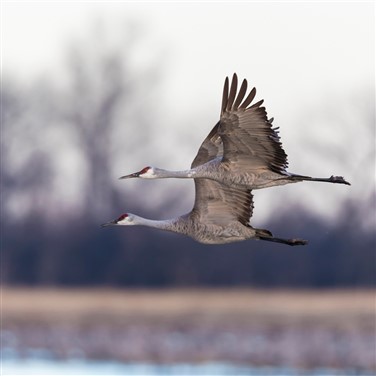 27017 Sky Dancers of the Platte