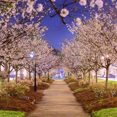 26004 Macon's Cherry Blossom Celebration