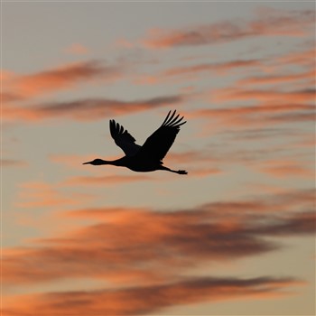 26011 Great Migration of the Sandhill Crane