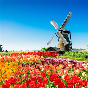 27004 Holland Windmills, Waterways & Tulips Cruise